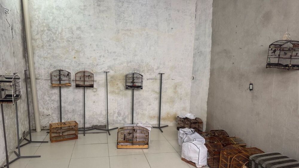 animais silvestres cativeiro torneio gaiola - Divulgação_PM do Meio Ambiente.jpg