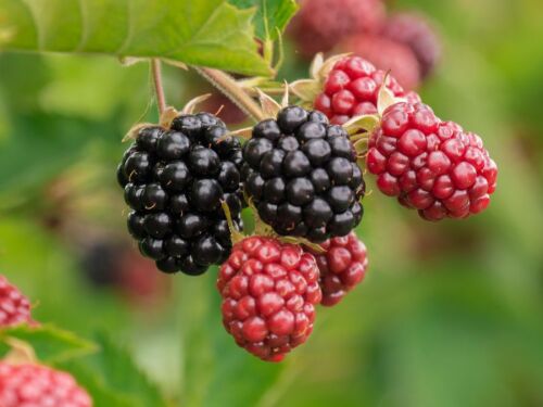 Produção de amora cresce 264% em dez anos no Paraná, aponta boletim do Deral