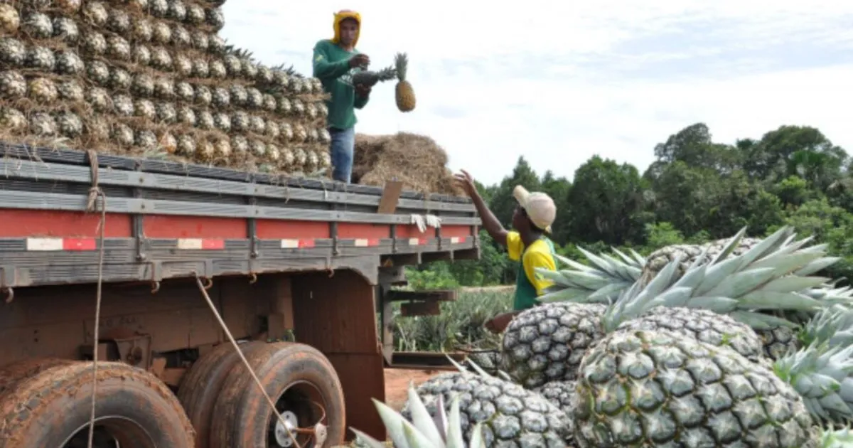 Maior fazenda de abacaxi do mundo é do Brasil, com tecnologia de ponta