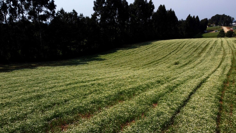Colheita da safra 2025 já foi encerrada, e a comercialização ocorre de forma contínua ao longo do ano