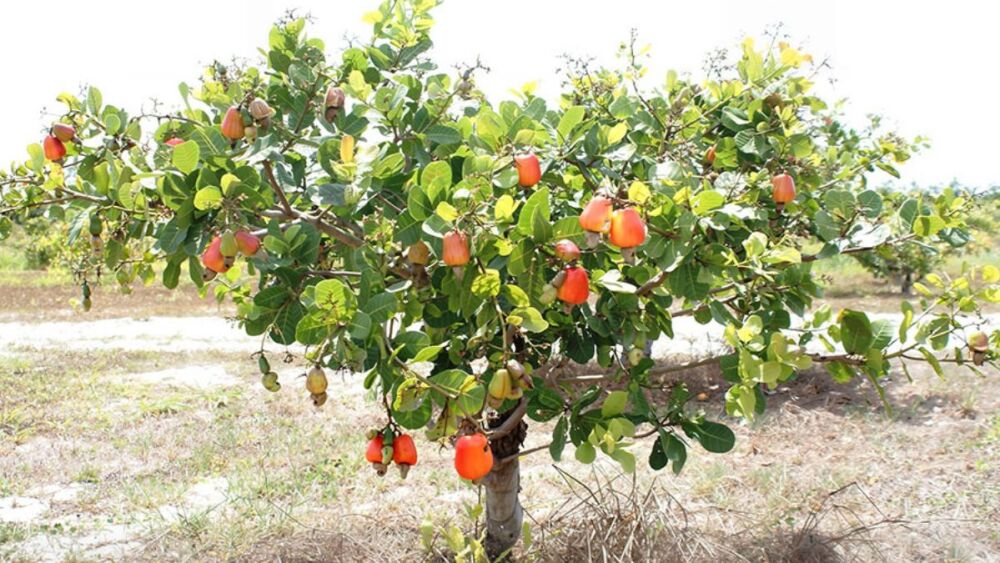 Cajueiro-anão garante renda no Semiárido e resiste a longos períodos de estiagem