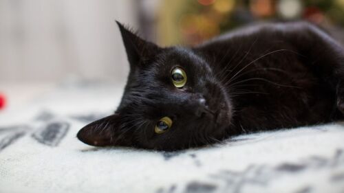 Gatos pretos costumam ser afetuosos, carinhosos e brincalhões, destaca veterinária