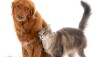 Cães e gatos