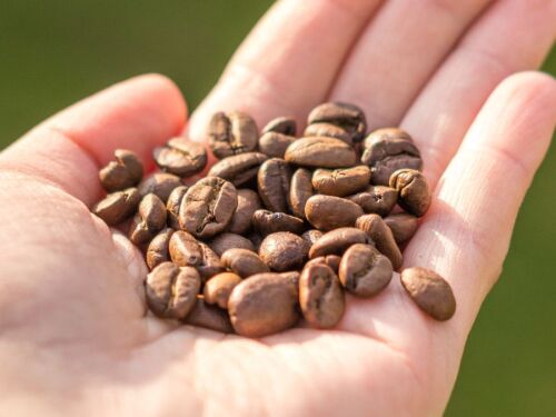 Exportação de café de Minas dispara quase 50% em 2025; estado lidera em expansão