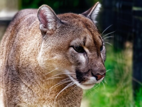 Mulher morre em possível ataque de puma nos EUA