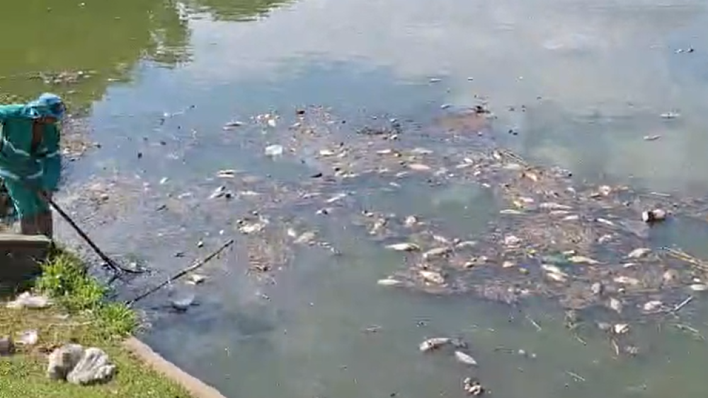 peixes na pampulha