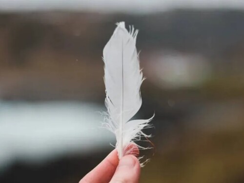 O que significa encontrar uma pena branca e por que dizem que ela traz boa sorte
