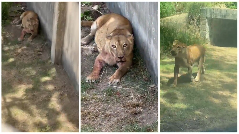 É treinada, mas ficou extremamente estressada', diz ...