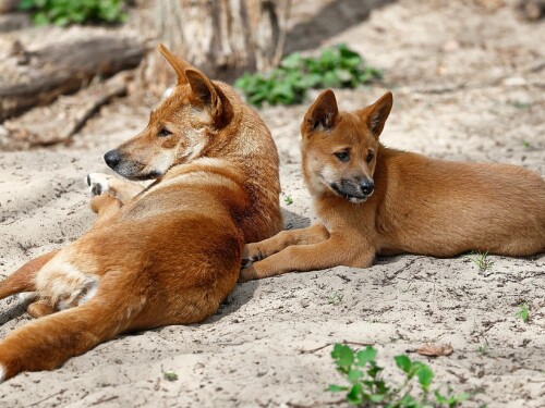 Matilha de cães sagrados será sacrificada após morte de turista na Austrália