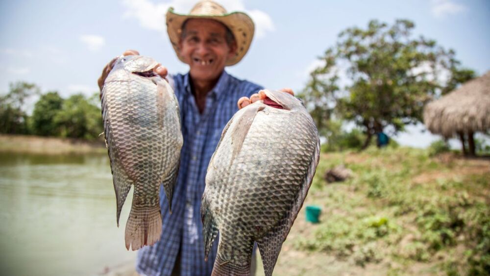Tilápia em alta: verão impulsiona produção e setor projeta aumento de 15% na receita