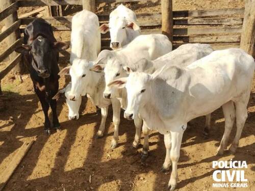 Salmonelose bovina contamina humanos: UFMG investiga transmissão e alerta para risco