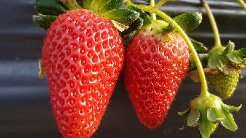 Morango - Divulgação Emater.jpg