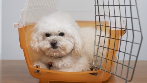 Projeto que pune abandono de pets em imóveis alugados avança no Congresso