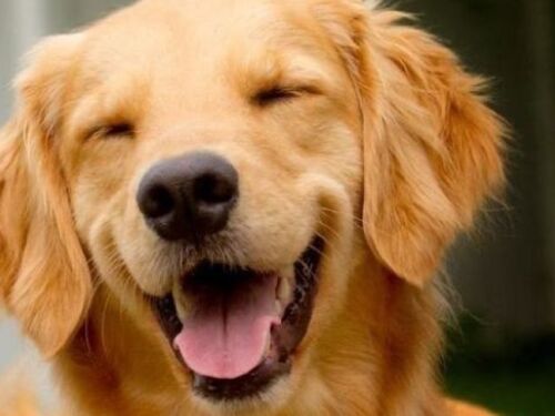 STF suspende lei sobre transporte gratuito de animais de suporte emocional em avião