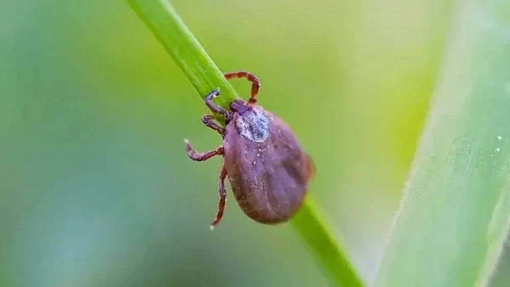 MG: número de mortes por febre maculosa em 2025 já supera total registrado em 2024
