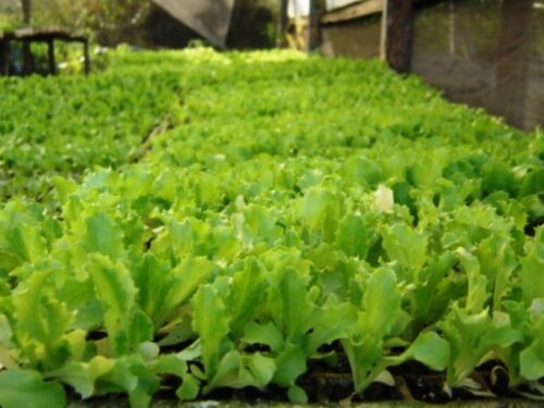 São Paulo lidera produção e consumo de alface no Brasil