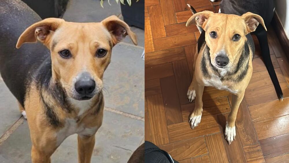 Cachorrinha desaparecida na região Nordeste de BH