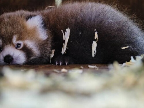 Bebê Panda-vermelho tem hábitos solitários e é vegetariano, abrindo excessões para ovos e pequenos insetos