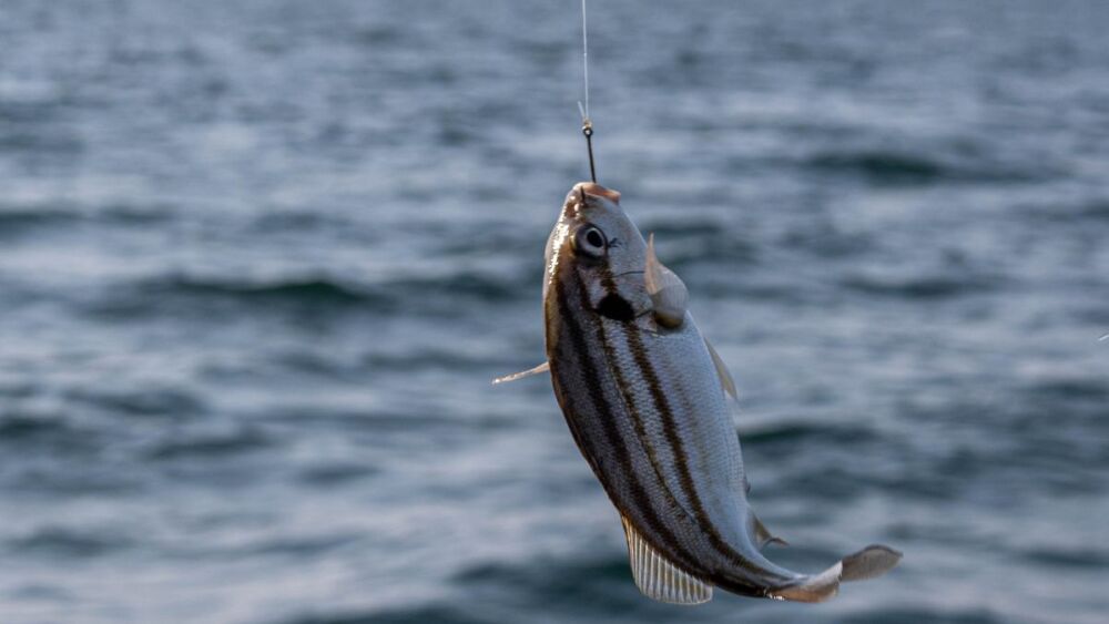 Pescar na piracema é crime e pode levar à prisão e multa de até R$ 100 mil