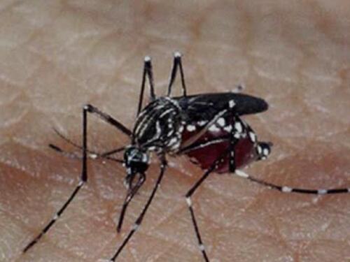 Governo de MG registra 1ª morte por dengue em 2026; Ministério da Saúde já contabiliza dois óbitos