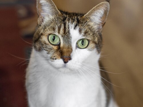 Campanha ‘Dezembro Verde’ alerta para o abandono de animais durante as férias