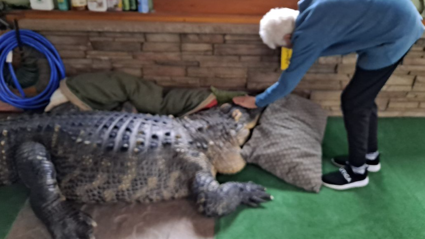 Man tries to retrieve pet alligator seized by police: 'My baby' Man tries to retrieve pet alligator seized by police: 'My baby'