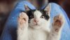Curiosamente, nem todos os felinos são sensíveis ao catnip; estima-se que entre 50% a 70% dos gatos respondam à erva