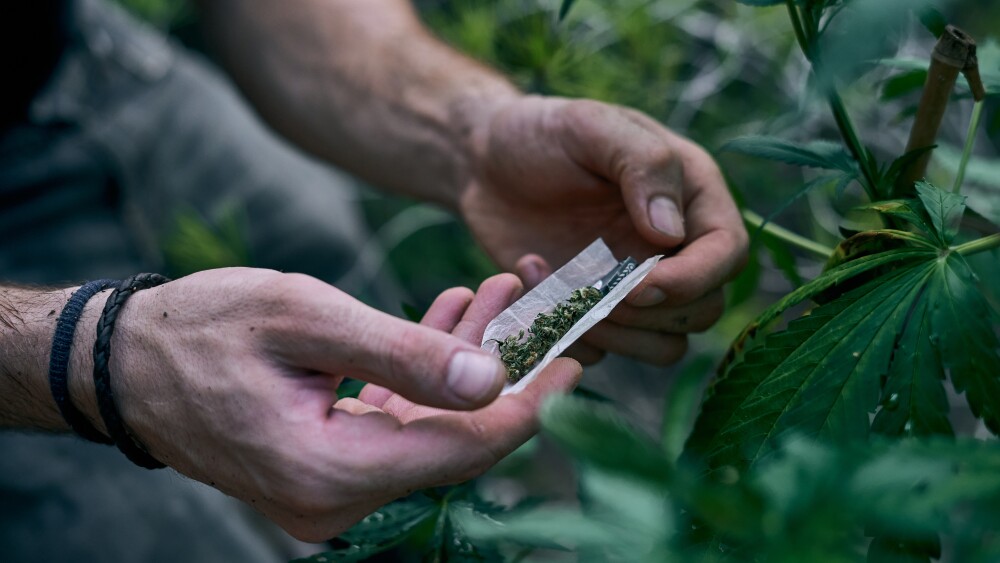 homem enrolando cigarro de maconha