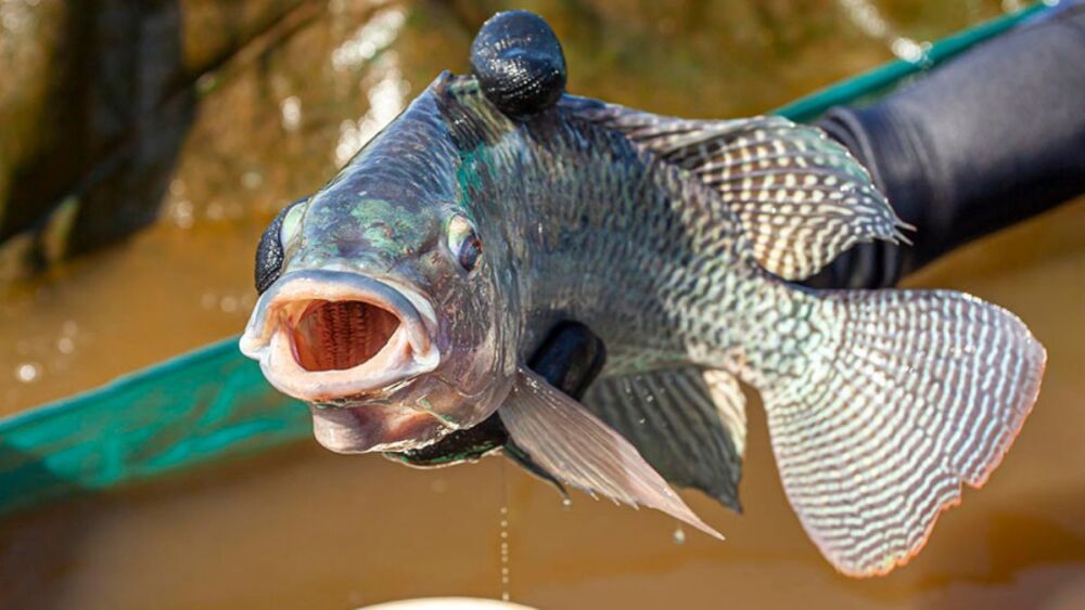 Piracema: saiba quais peixes podem ser pescados durante o período