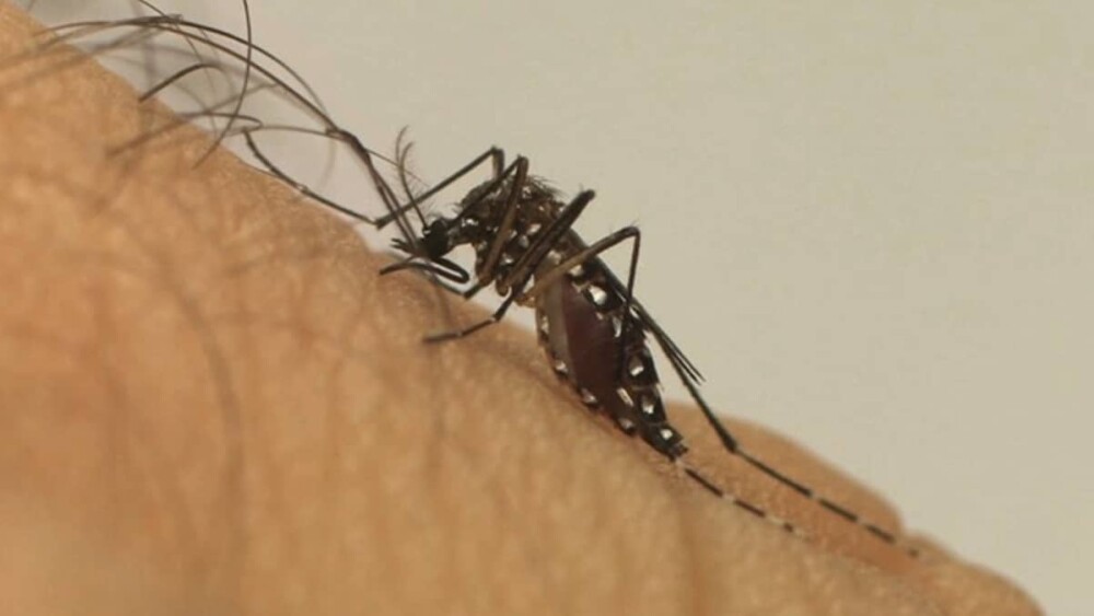 Dengue, zika e chikungunya são transmitidas pelo mosquito Aedes aegypty