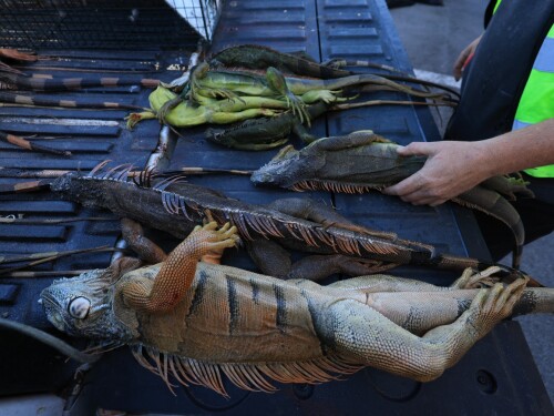 Onda de frio incomum na Flórida ‘paralisa’ iguanas; entenda fenômeno