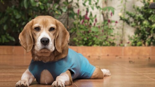 A compressão suave da peça também tem efeito calmante em alguns cães, semelhante ao observado em coletes de contenção usados em situações de estresse