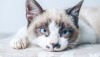 Optar por um gato de pedigree exige responsabilidade redobrada na escolha do criador, nos cuidados com a saúde e na manutenção do bem-estar do animal