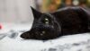 Gatos pretos costumam ser afetuosos, carinhosos e brincalhões, destaca veterinária