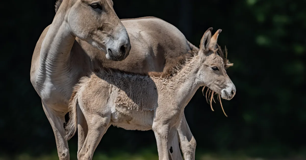 The world's rarest donkey has been born at a zoo in the United Kingdom; Watch the video The world's rarest donkey has been born at a zoo in the United Kingdom; Watch the video