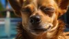 Cachorro deitado