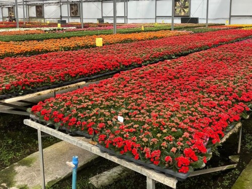 Flores mais procuradas são as mais resistentes ao clima e que necessitam de menos água