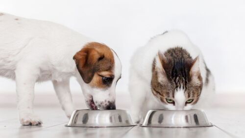 Mapa define limites de micotoxinas em alimentos para cães e gatos a partir de 2026