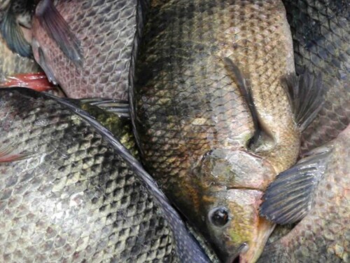 Brasil rompe barreira histórica e ultrapassa 1 milhão de toneladas de peixes em 2025