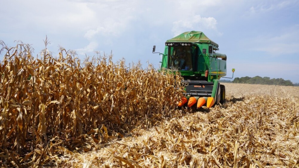 Colheita do milho avança para 35% no RS, mas clima irregular afeta lavouras