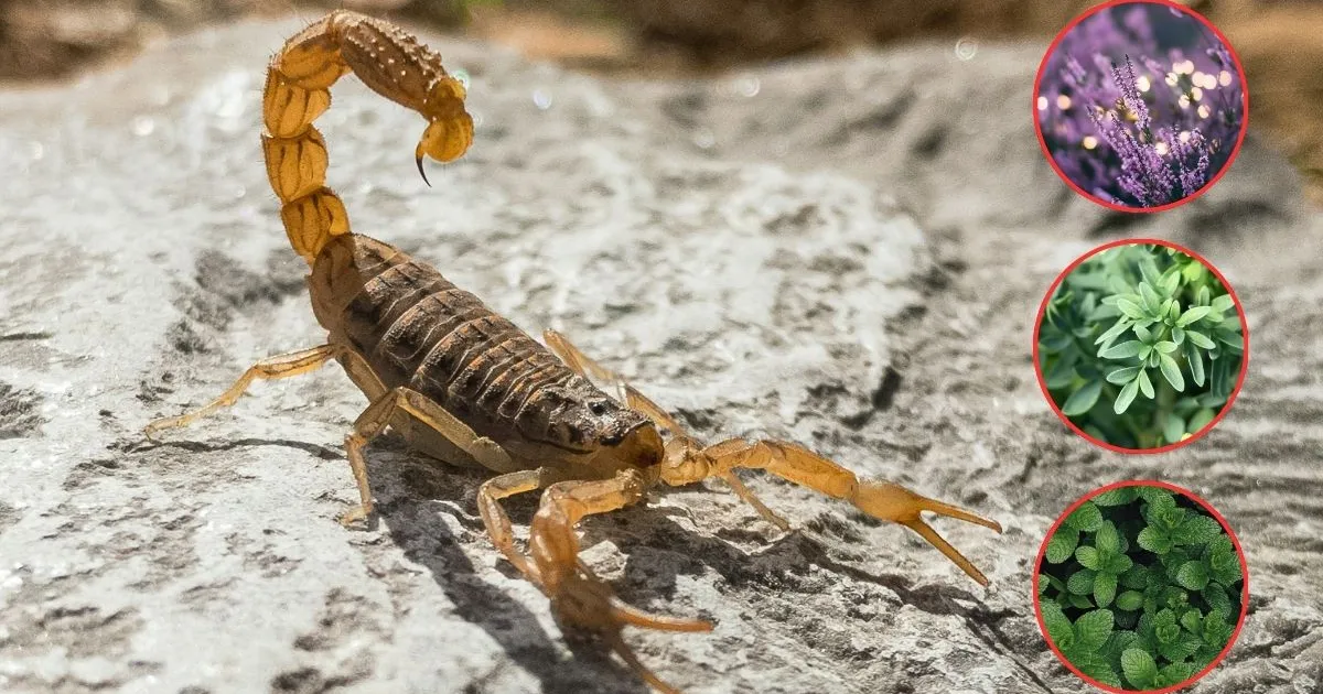 Aqui estão as três plantas que ajudam a afastar escorpiões de sua casa