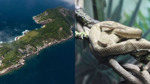 Mistério na ilha proibida: o arquipélago brasileiro onde habitam 4 mil cobras venenosas