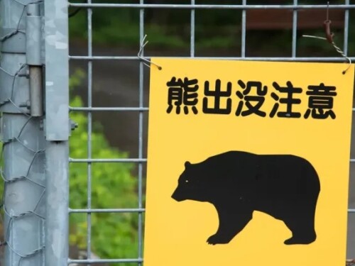 Japão mobiliza militares para conter ataques de ursos que já deixaram 12 mortos