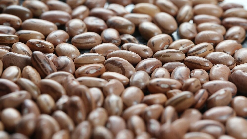 Brasil bate recorde histórico e exporta mais de 500 mil toneladas de feijão em 2025