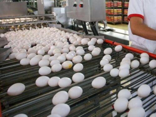 SP consolida liderança na avicultura com salto de 7% na produção de ovos em 2025