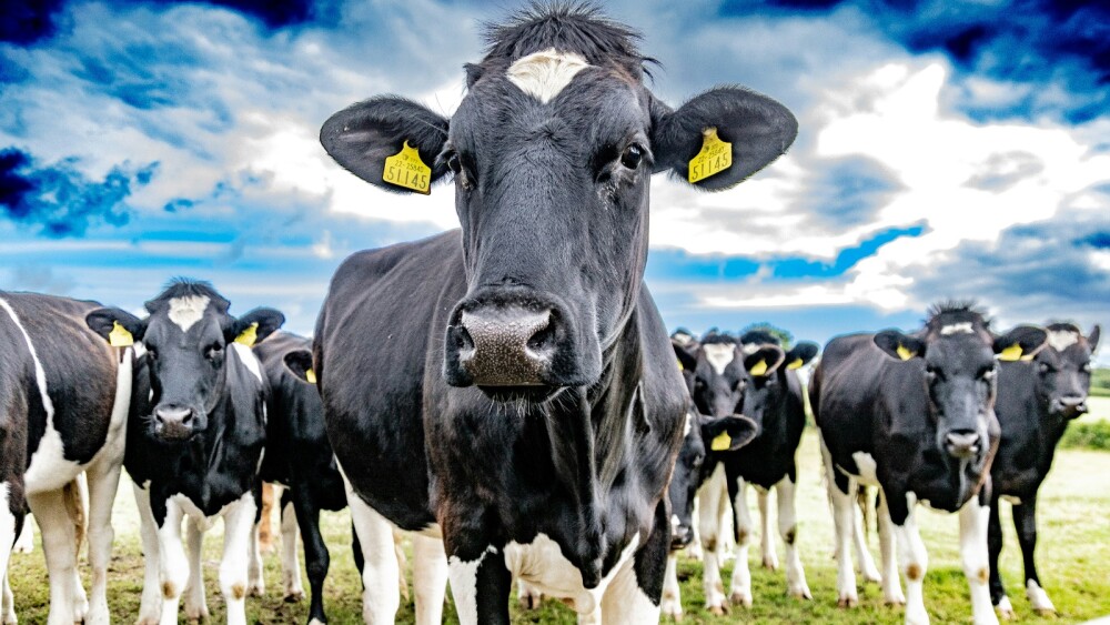 Disponibilidade total de leite foi reforçada pelo aumento de 20% nas importações de lácteos