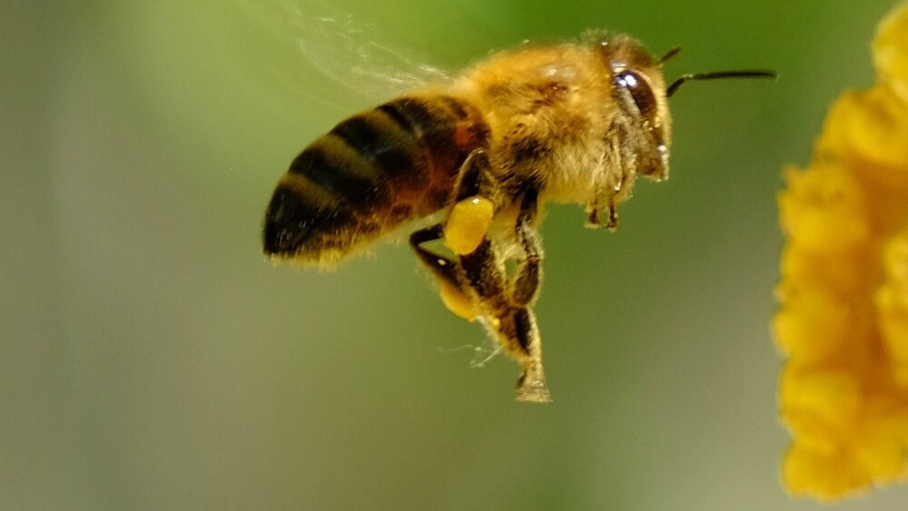 Foto mostra abelha pairando no ar