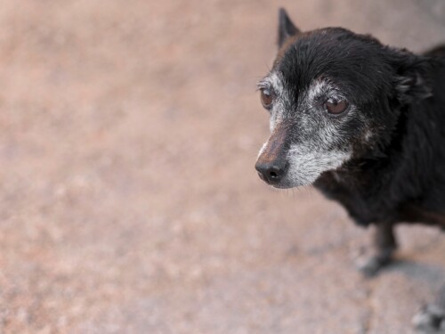 Cães e gatos: como identificar os primeiros sinais de envelhecimento nos pets