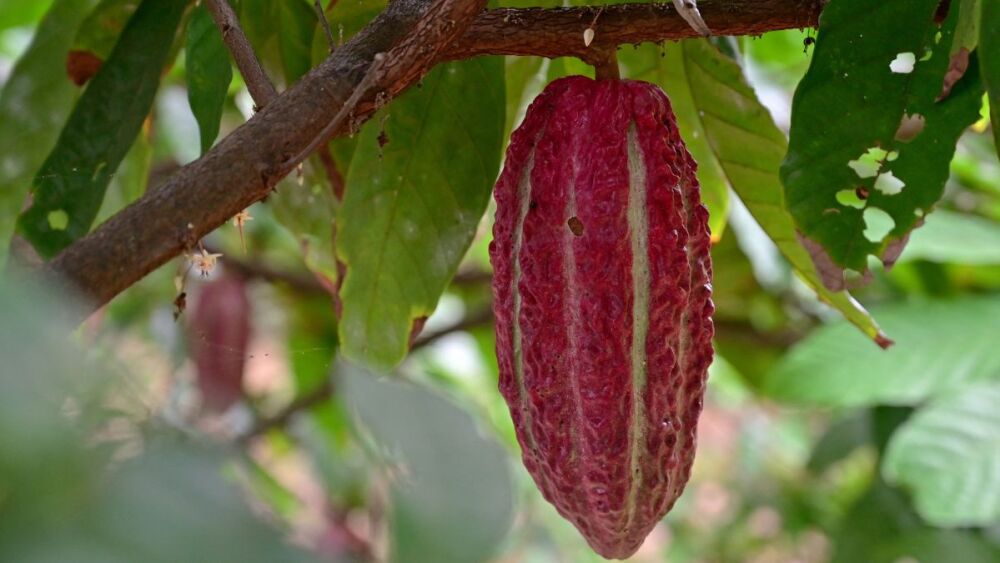 Brasil e Camarões assinam acordo bilateral em prol da produção cacaueira