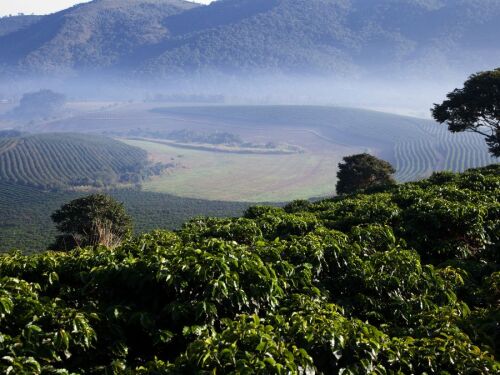 Café da Mantiqueira de Minas atrai compradores de 11 países, em missão pré-SIC